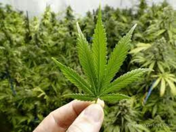 El Gobierno Provincial lanza el proyecto de Innovación Productiva Caá Cannabis