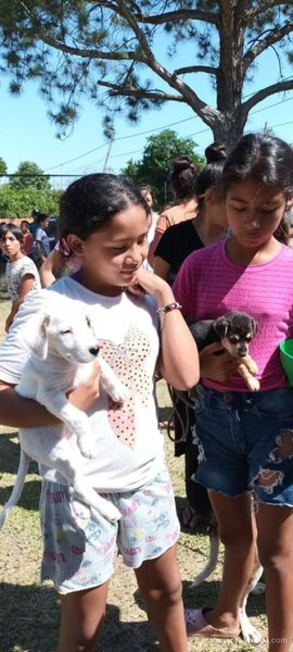 Atención integral de animales en el barrio San Jorge