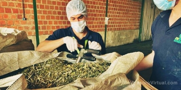 Empresa correntina intentó evadir control con 126 toneladas de yerba