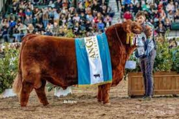 Un toro argentino ganó el mundial de la raza Aberdeen Angus