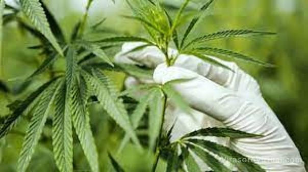 Unne: desarrollan un snack a base de frutos regionales y extracto de cannabis