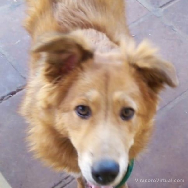 Sigamos cuidando a nuestras mascotas.
