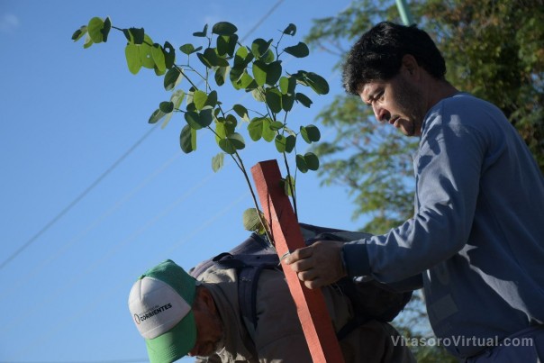 La Municipalidad plantó 80 árboles en el parterre central de la avenida Iberá