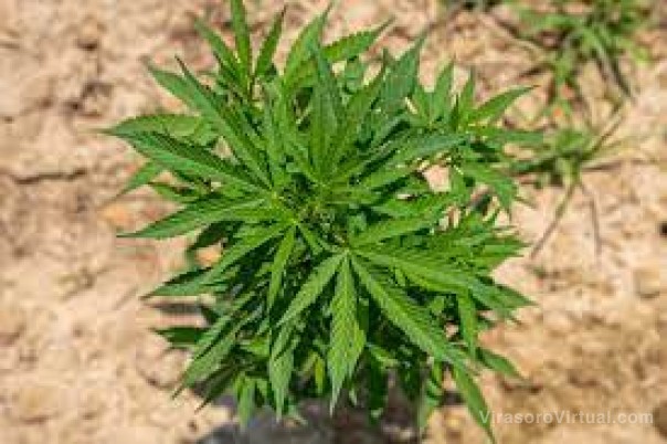 La Unne amplió su apoyo al Gobierno para elaborar marihuana medicinal
