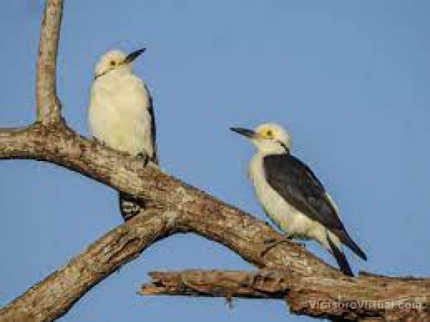 Registraron más de 200 especies en Corrientes en el Gran Día para Observación de Aves