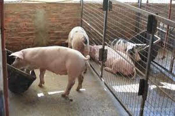 Comprobaron que se puede usar residuo de cerveza para alimentar a los cerdos