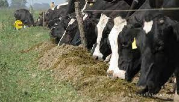 Campo: advierten que por la sequía, las cosechas van a estar por debajo de lo esperado