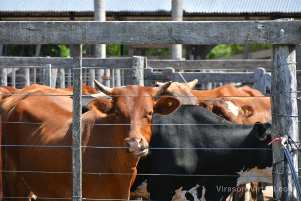 Casi 60 millones de pesos se comercializaron en el Primer Remate de Pequeños Productores