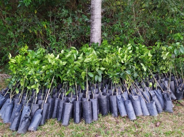 Plan Limón: con la descarga de 700 plantines, quedó instalada la primera quinta en Santa Ana