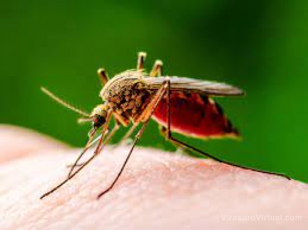 Relevaron a los insectos transmisores de leishmaniasis en el nordeste
