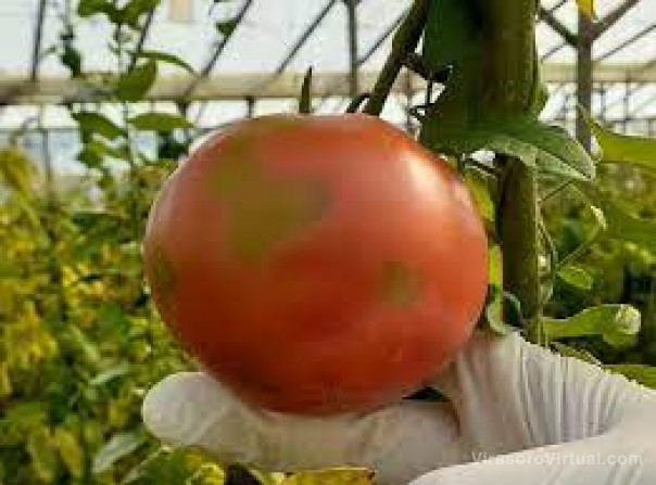 El Senasa ordenó el aislamiento en una plantación de tomates por un virus