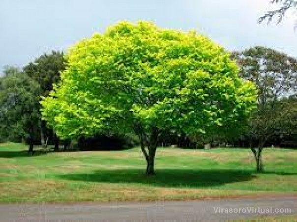 La Municipalidad celebra la Semana Nacional del Árbol con la plantación de distintas especies