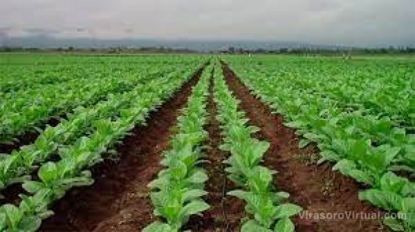 Corrientes recibió $11 millones del Fondo Especial del Tabaco
