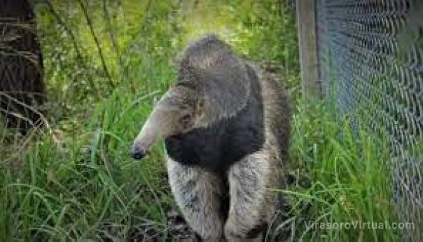 El oso hormiguero marcó el camino de la reintroducción de especies en el Iberá