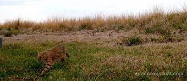 Iberá es el último refugio para uno de los gatos silvestres más amenazados del planeta