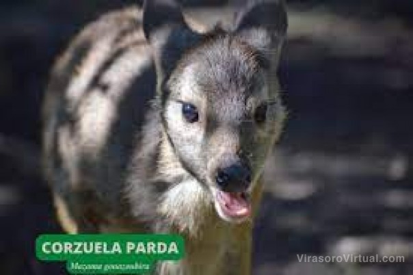 Una corzuela se recuperó tras los incendios y preparan su liberación