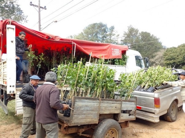 Plan Limón: en  Chavarría y Tabay continuó la distribución de plantas a pequeños productores beneficiarios