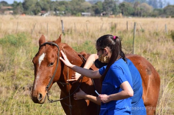 Operativo de vacunación a caballos de familias ladrilleras