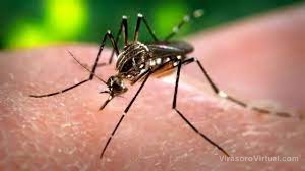 Se registraron 68.000 casos y 48 muertes por dengue en la Argentina