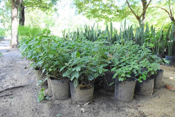 Plan de Arbolado Urbano: el municipio plantó 3.000 ejemplares en 70 barrios este año