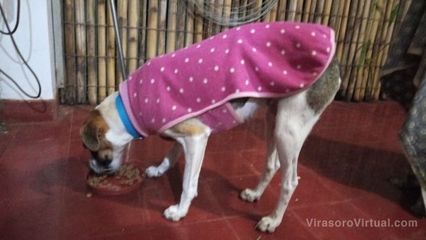 Se extravió en el Barrio Alfonsín está Perrita