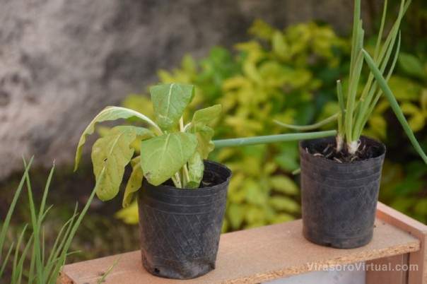La Municipalidad realizará capacitaciones sobre “Construcción del sistema agroecológico”