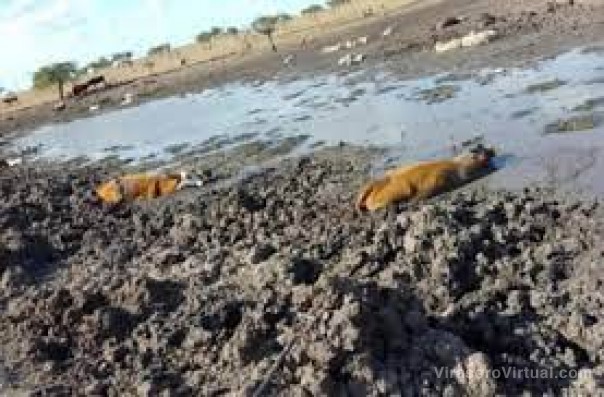Expectativas de productores por medidas nacionales de alivio fiscal