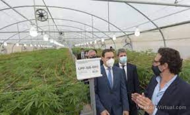 Corrientes desembolsa $80 millones para la producción de cannabis medicinal