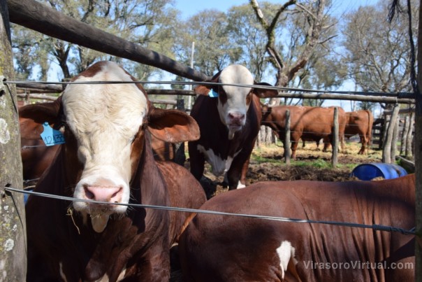 Valdés aseguró stock y buen precio para la reposición de alambrados en la zona rural