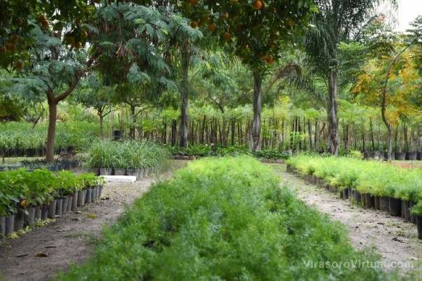 La Municipalidad ya plantó 2.000 árboles en barrios y espacios públicos de la ciudad