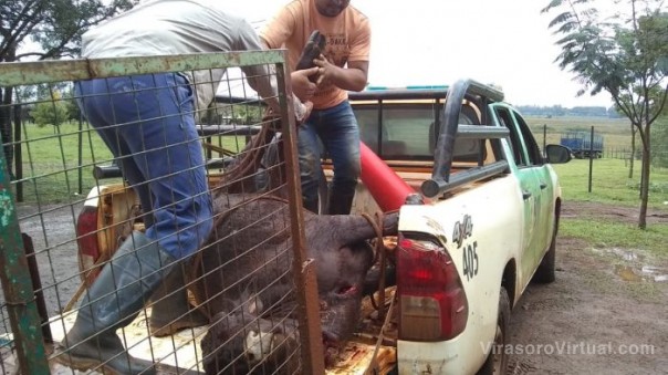 Demoraron a un hombre por la faena clandestina de una vaca