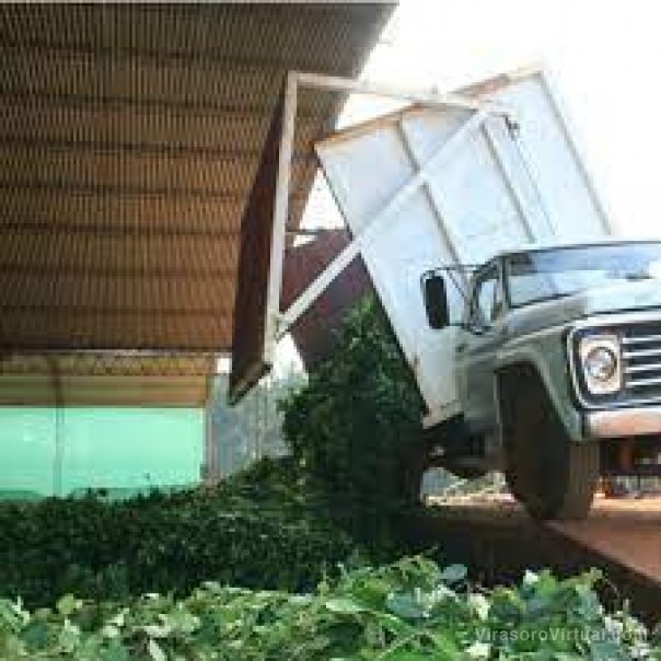 Yerba: sin acuerdo en el Inym, Nación deberá fijar el precio de la hoja verde