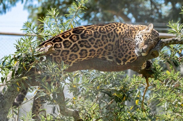 En Uruguay consideran histórico el traslado de una yaguareté a Corrientes y esperan profundizar vínculos