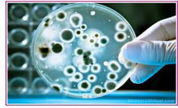 Un instituto de la Unne investiga la bacteria que causó un brote de neumonía