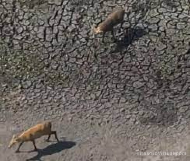 Impactantes imagenes en Corrientes: Ciervos deambulan buscando agua en los Esteros del Iberá
