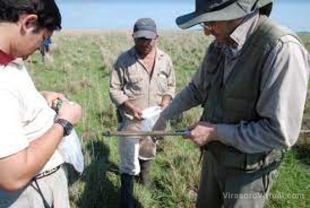 Manejo holístico: la propuesta del Inta para capturar carbono con los pastizales