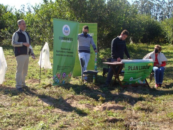 Bella Vista refuerza su potencial citrícola con la incorporación de 80 nuevos productores