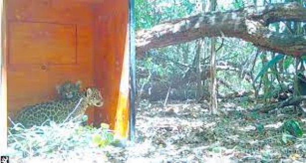 Eligieron los nombres para los dos yaguaretés hijos de Mbarete que viven en el Iberá