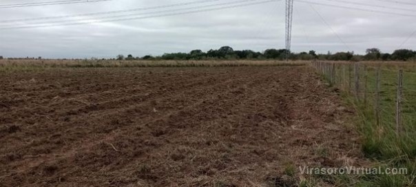 Se realizó un nuevo semillero de pasto pakchong