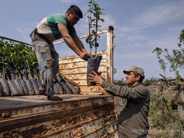 Planes Limón y Nuez Pecán: renovado impulso para los proyectos productivos en la provincia