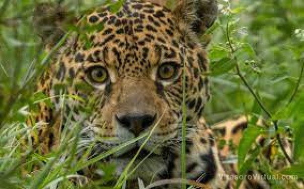 Advertencia: “Los yaguaretés quedaron en islas donde no pueden pasar”
