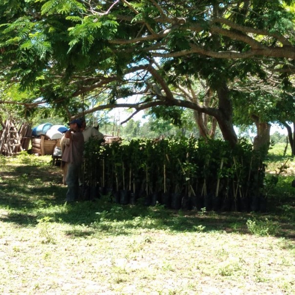 Plan Limón: continúa la distribución de plantas y se amplía la cuenca productiva en toda la provincia