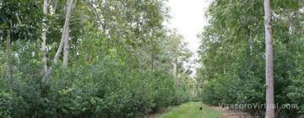 Lanzaron un sello de calidad para identificar yerba mate orgánica