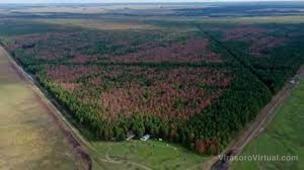 Estrés abiótico: la causa de la extensiva mortalidad de pinos en Corrientes