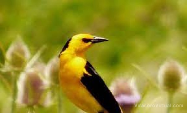 Presentarán el libro “Áreas claves para la biodiversidad de Corrientes