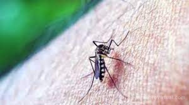 Dengue en Argentina: ya son 35 las víctimas fatales en todo el país