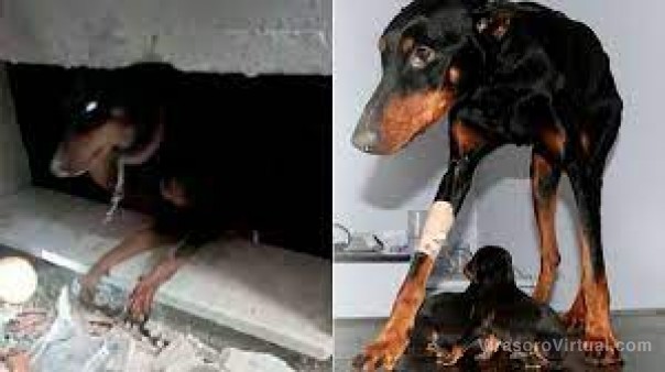 Los tres cachorros y su madre que fueron rescatados tras casi un mes de quedar atrapados entre los escombros en Turquía