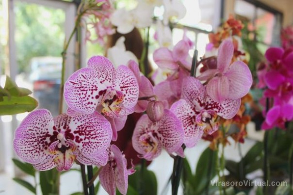 Te mostramos un poco de la 1° Edición de la Expo Orquídeas