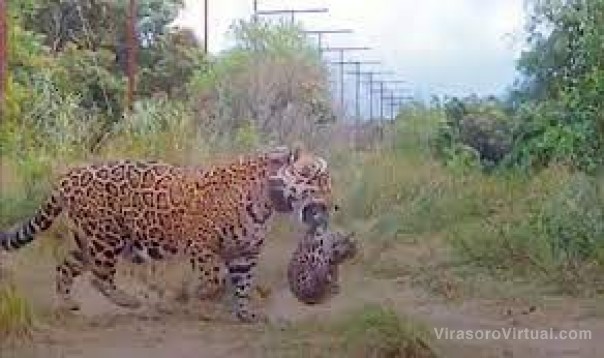 Iberá: tras 70 años de extinción, nacieron los primeros yaguaretés concebidos en libertad
