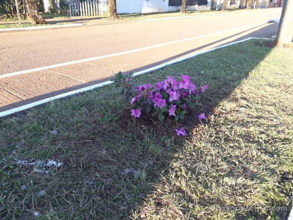 Robo de plantines